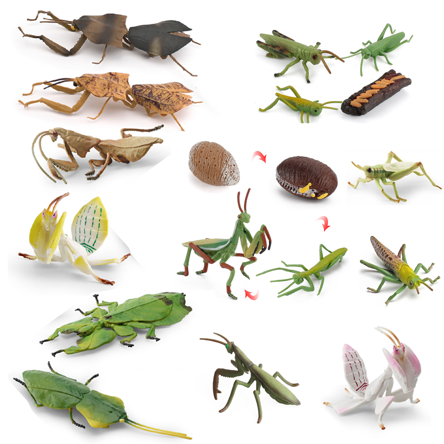 Kids Educational Resources - Realistic Orchid Mantis Dead Leaf Mantis