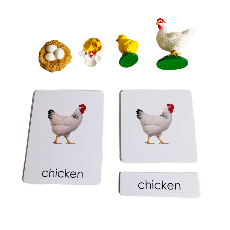Life Cycle Animals Cards and M - Kids Education Card 评论和价格
