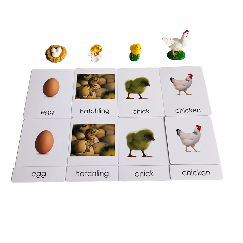 Life Cycle Animals Cards and M - Kids Education Card 评论和价格