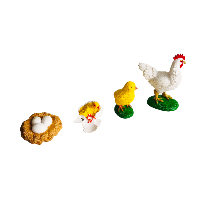 Life Cycle Animals Cards and M - Kids Education Card 评论和价格