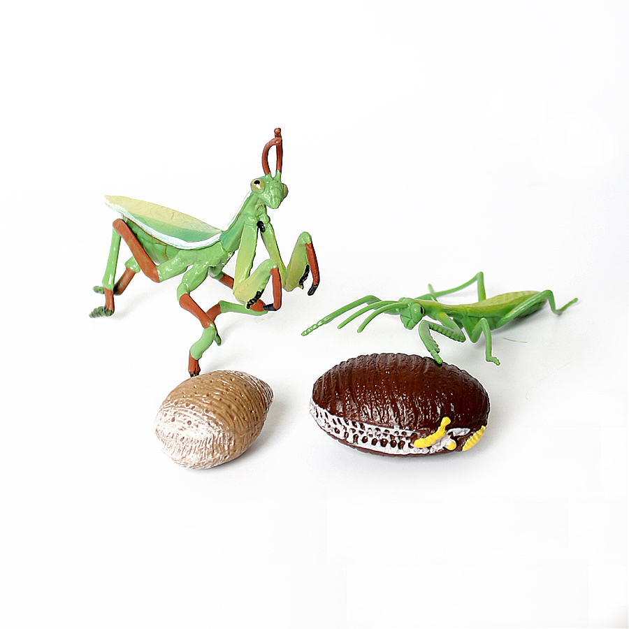 Realistic Orchid Mantis Dead L - Kids Educational Resources 评论和价格